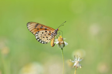 Butterfly wings are Suck nectar from flowers