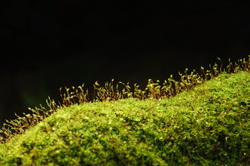 Green moss in nature,isolated on black background.