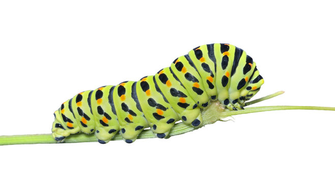 Сaterpillar of swallowtail 15