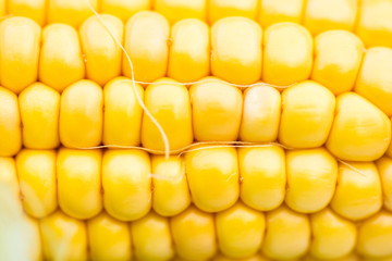 Yellow Corn Cob Closeup, Macro Shot