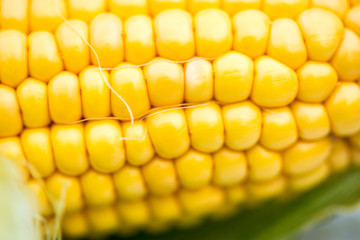 Yellow Corn Cob Closeup, Macro Shot