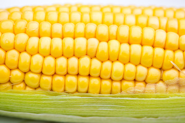 Yellow Corn Cob Closeup on White Background, Macro Shot