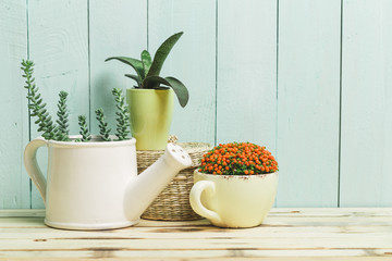Succulents, house plants in colorful pots
