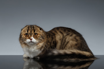 Fototapeta na wymiar Scottish Fold Cat Looking in Camera and Lies on Gray