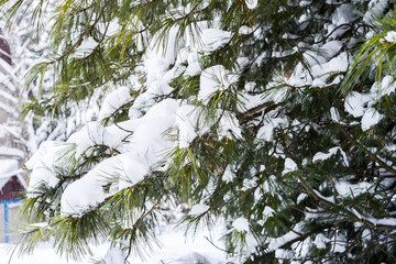 Winter Landscape with Branches of Pine Tree covered in Snow in R