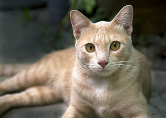 orange lovely cute cat stared at the camera lay down on the floor  lazy short-haired young whiskered cat