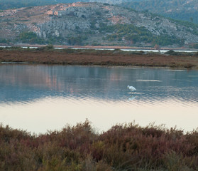 Grande aigrette