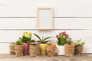 Succulents, house plants in colorful pots