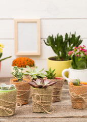 Succulents, house plants in colorful pots