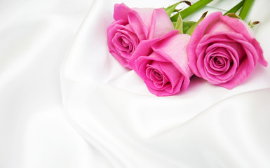 roses on white silk background