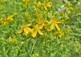 Medicinal herb hypericum 2