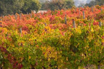 Famoso sagrantino di Montefalco