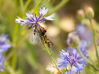 spider Synema globosum eating wasp Polistes dominula on purple cornflower on green background