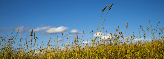 Grass, blue sky and white clouds, panorama.
