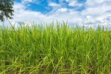 Close up of green jasmine rice