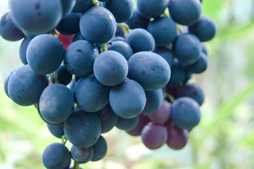 bunch of dark blue grapes