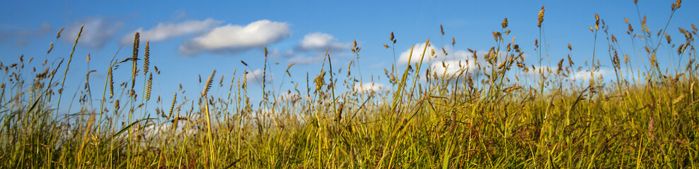 Grass, blue sky and white clouds, long, thin, panorama.