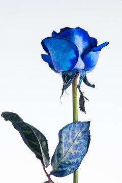 Blue rose close up isolated on white