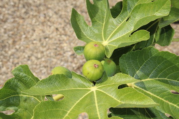 Green raw figs on the fig tree which are known as 