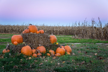 Pumpkins at Sunset