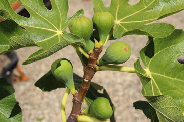 Fototapeta premium Green raw figs on the fig tree which are known as 