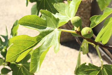 Green raw figs on the fig tree which are known as 