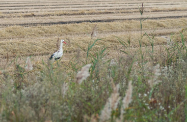 Cigogne