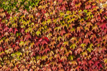 The ancient wall of a villa adorned with ivy

