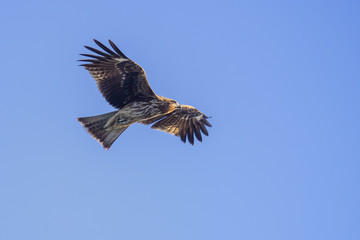 Black kite