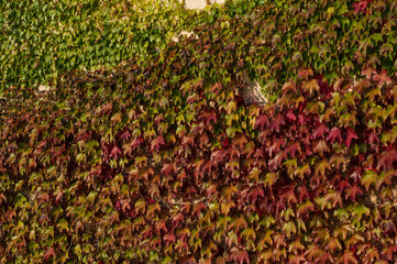 The ancient wall of a villa adorned with ivy

