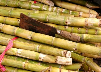 Stalks of Fresh Sugar Cane