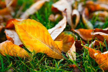Fallen autumn leaves on the green grass