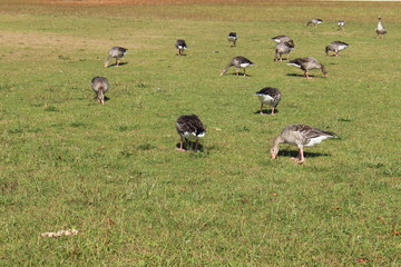 Ducks are enjoying the sun on the meadow near Kleinhesseloher lake in English Garden (Englischer Garten) in Munich, Germany.