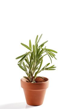 Fresh rosemary in a clay pot over white.