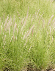 Imperata cylindrica Beauv of Feather grass in garden
