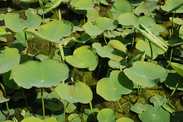 Lotus Leaves at Koko-En Gardens