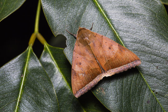 Artena dotata moth on green leaf