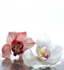 Orchid flower isolated 