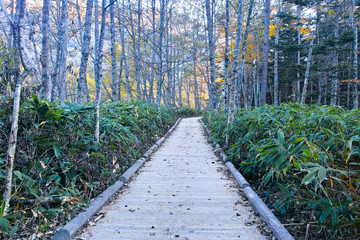 秋の上高地の遊歩道