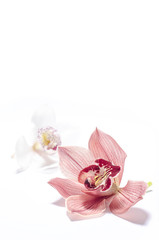 Orchid flower isolated 