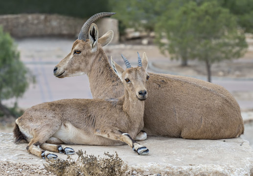 Baby and mother of semi-domesticated goat (Carpa aegagrus) at desert of the Negev, Israel