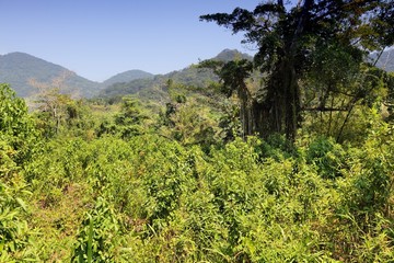 Jungle in Brazil