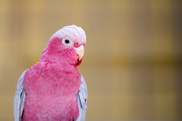 Beautiful pink parrot