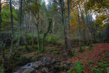 Magical autumn forest in Monchique. Portugal.