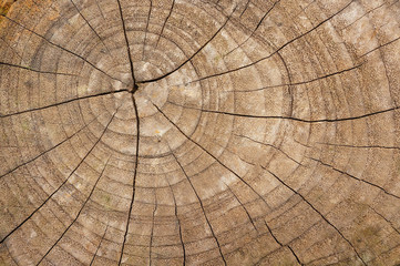 Natural Color Old Wood Cross Sectional Texture Background 