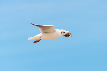 Beautiful bird, White Gull ,Seagull on flying profile. 