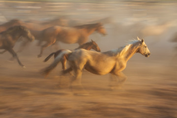 Naklejka premium Horse baby and his mother in a fiery blurred motion. Flock is blurred in the background.