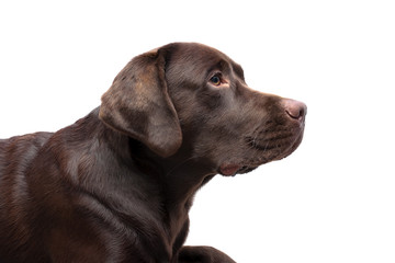 Labrador chocolate color on a white background