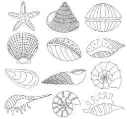 Set of seashells and starfish