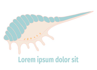 Doodles vector seashell